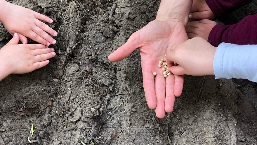 Kinderhände mit Samen