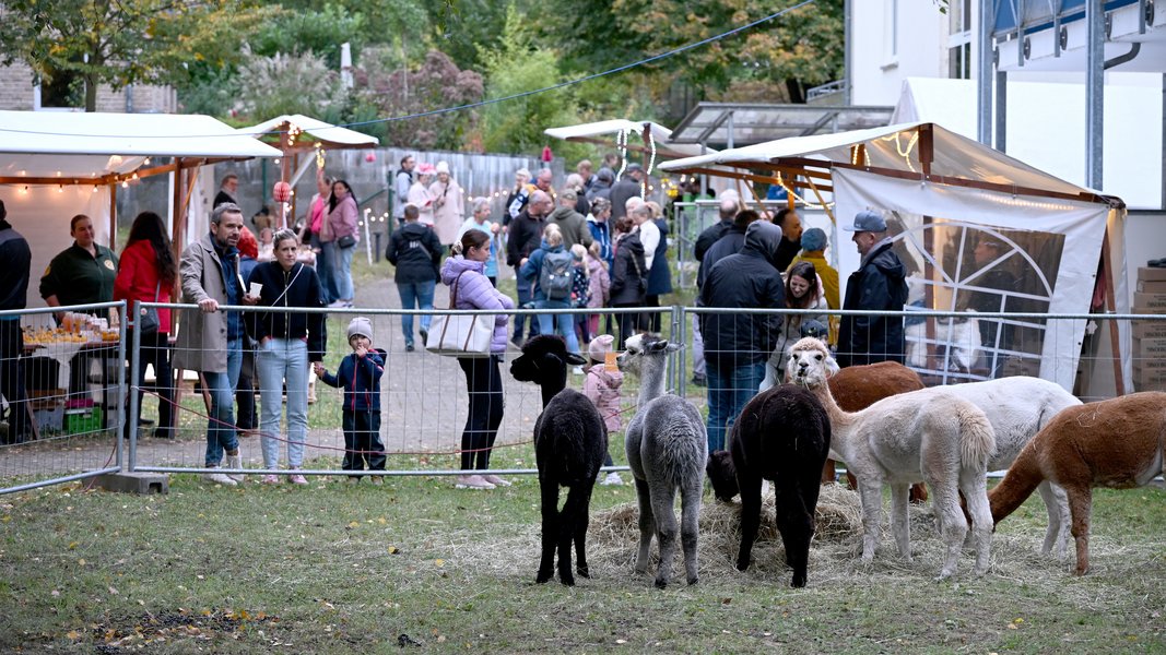 Über die Alpakas freuen sich die großen und kleinen Gäste.