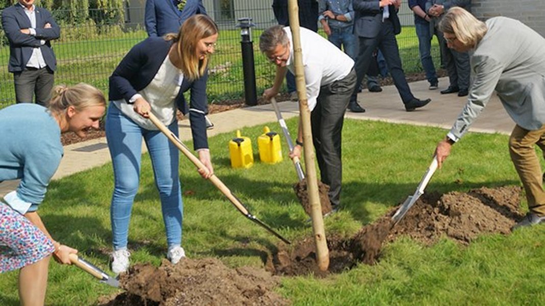 Baum wird gepflanzt