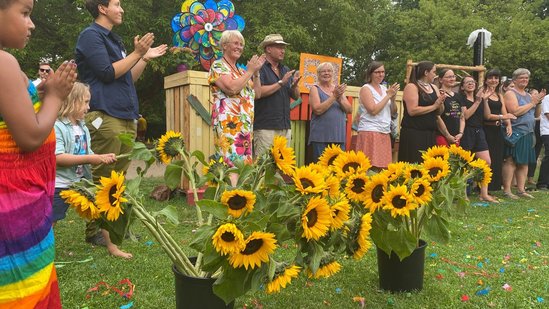 Sonnenblumen in Kübeln stehen auf der Wiese