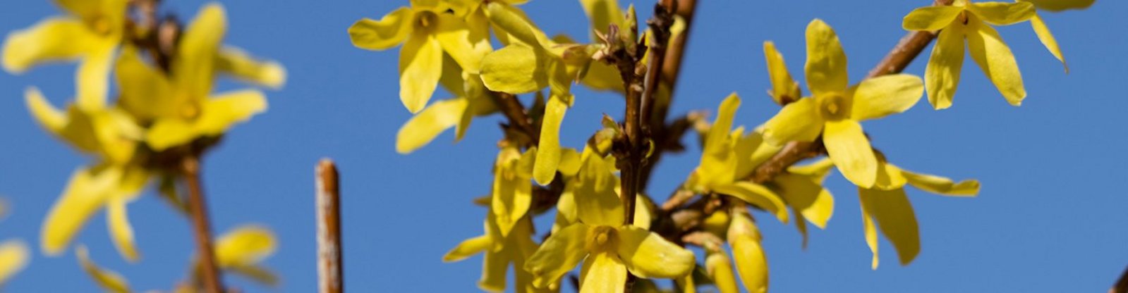 Forsythien