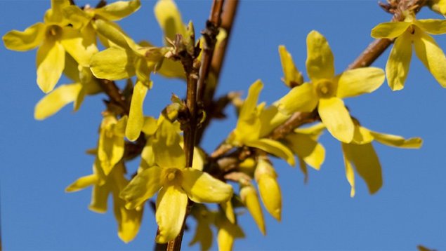 Forsythien