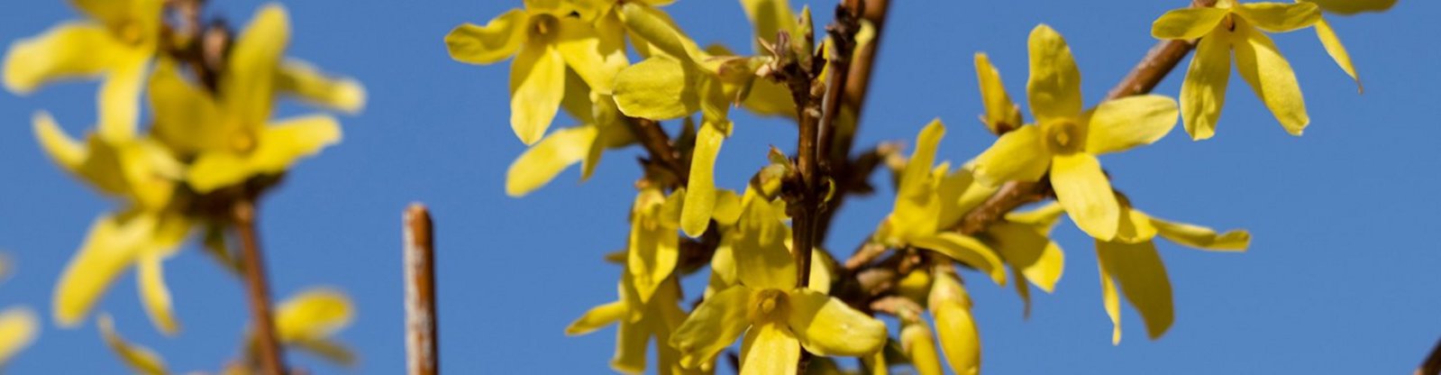 Forsythien