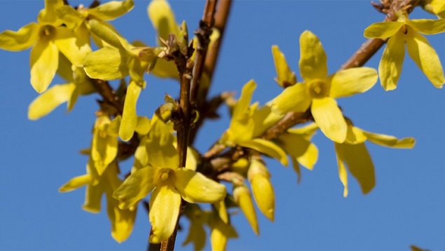 Forsythien